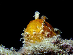 Frog Fish by Paul Ng 